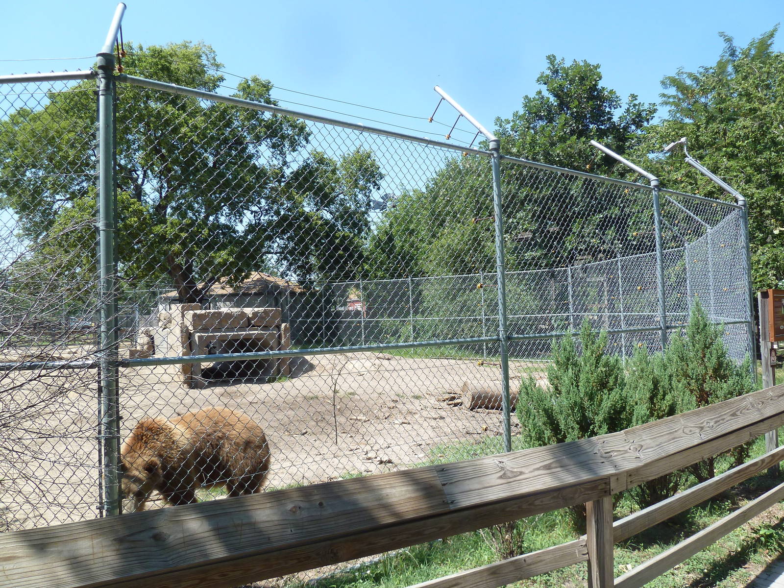 Grizzly Bear Exhibit