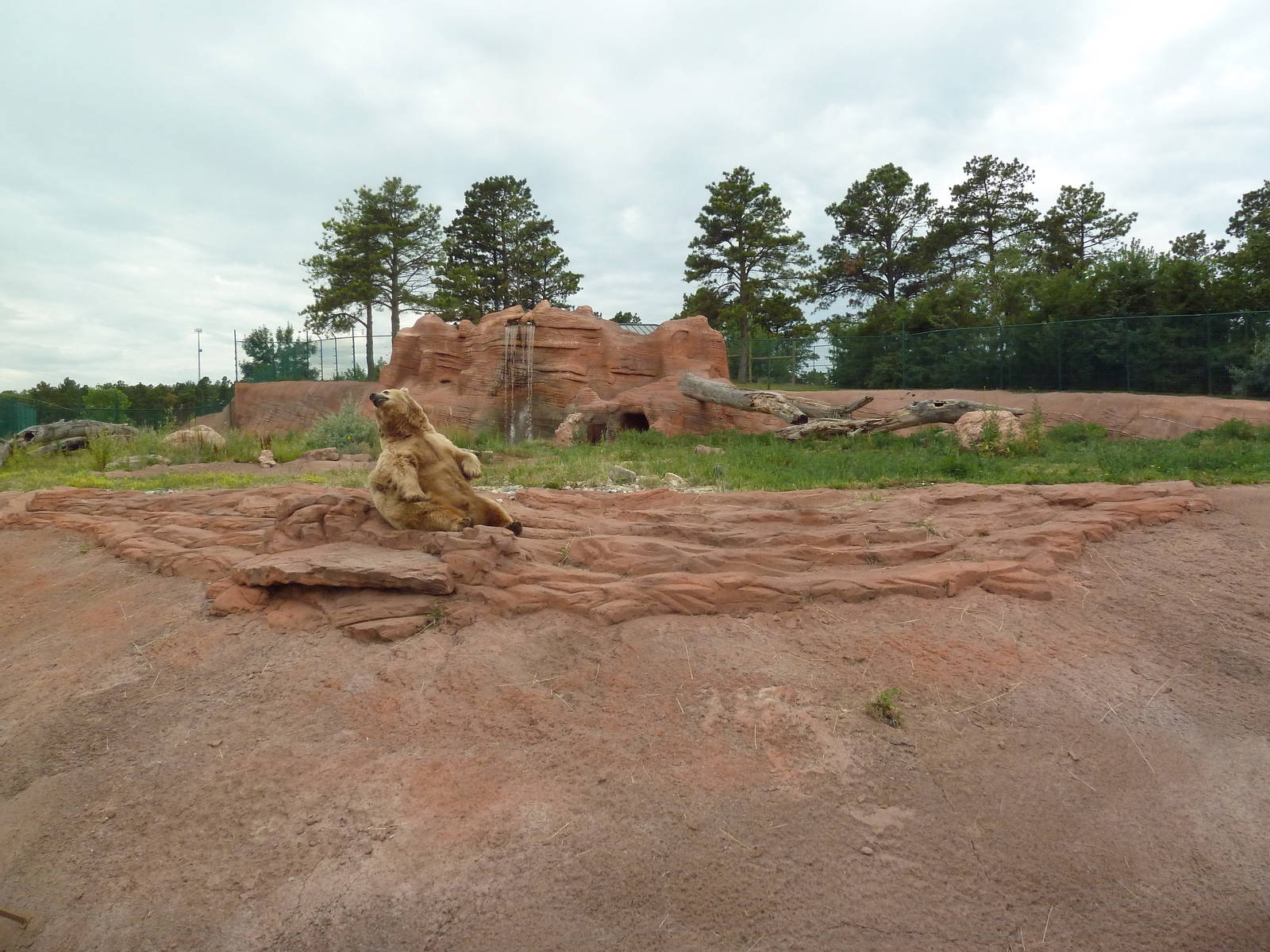 Grizzly Bear Exhibit