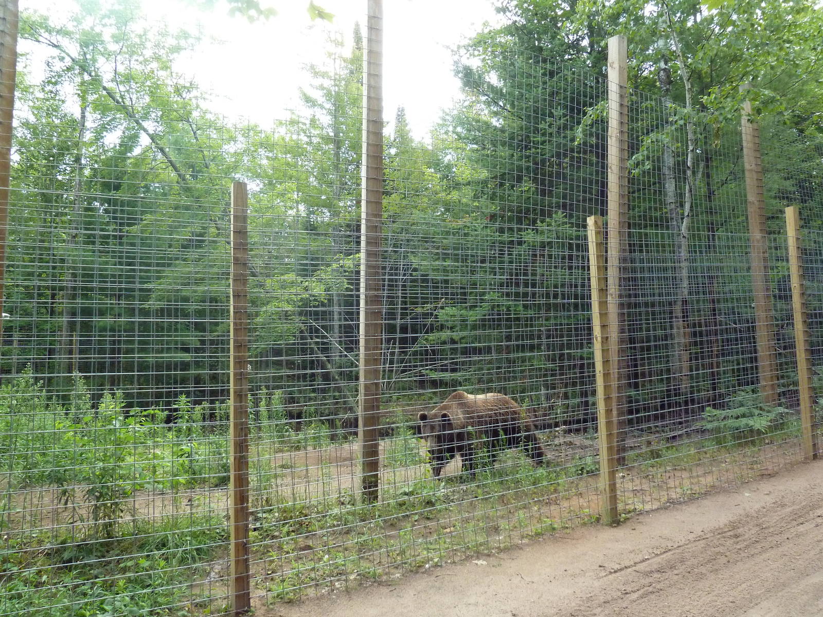 Grizzly Bear Exhibit