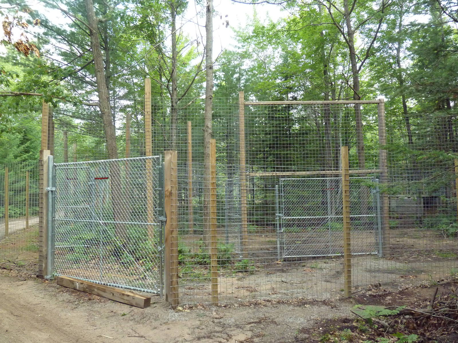 Grizzly Bear Exhibit