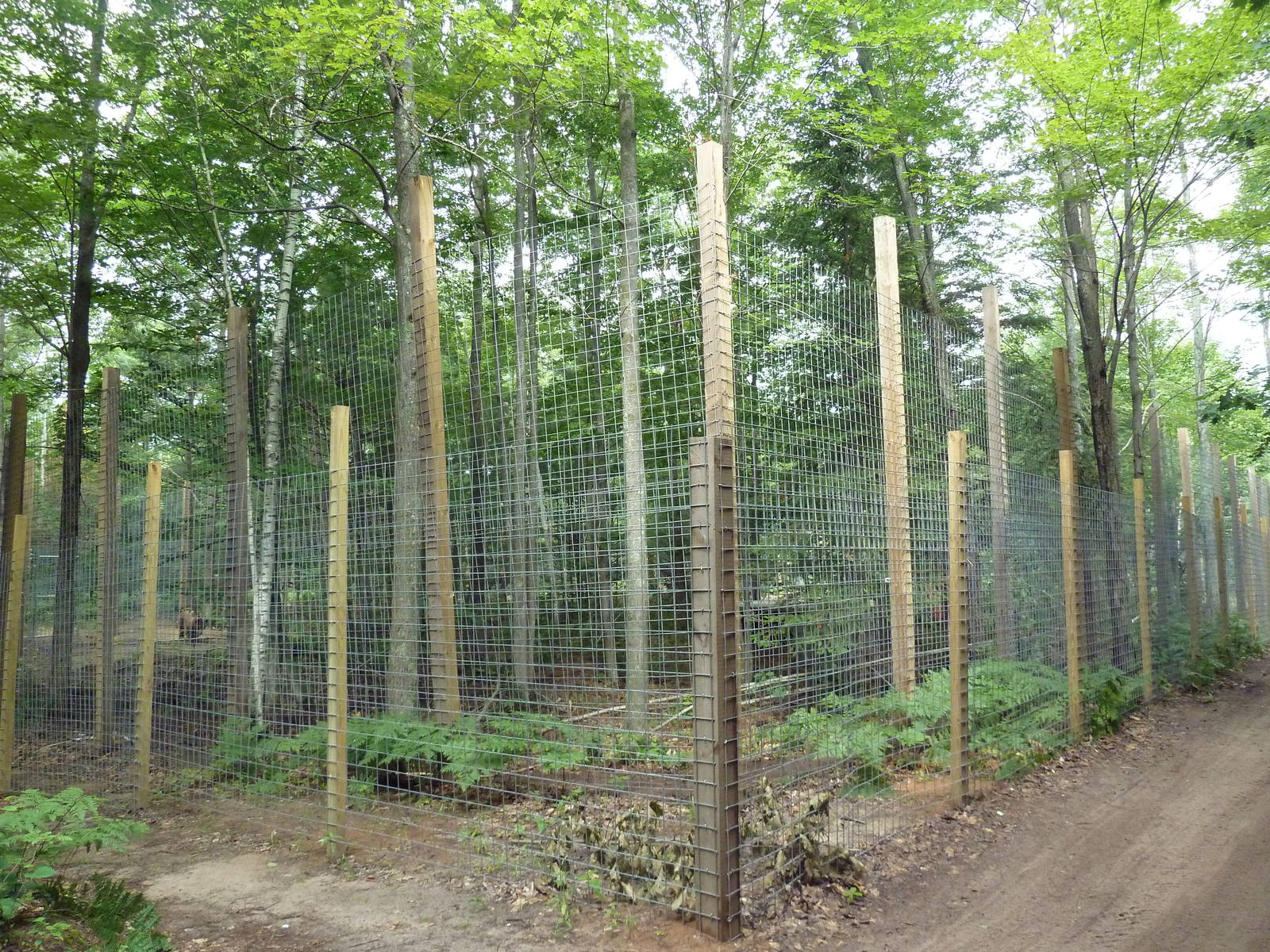 Grizzly Bear Exhibit