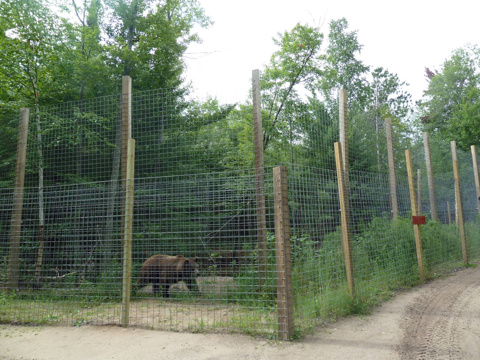 Grizzly Bear Exhibit