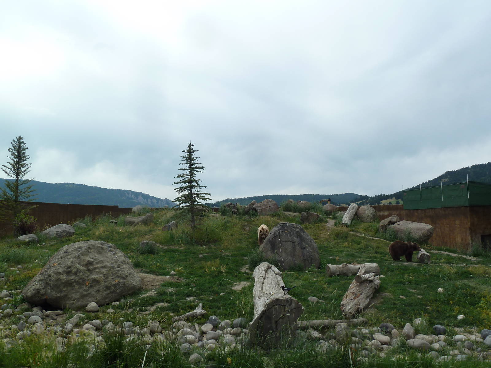Grizzly Bear Exhibit