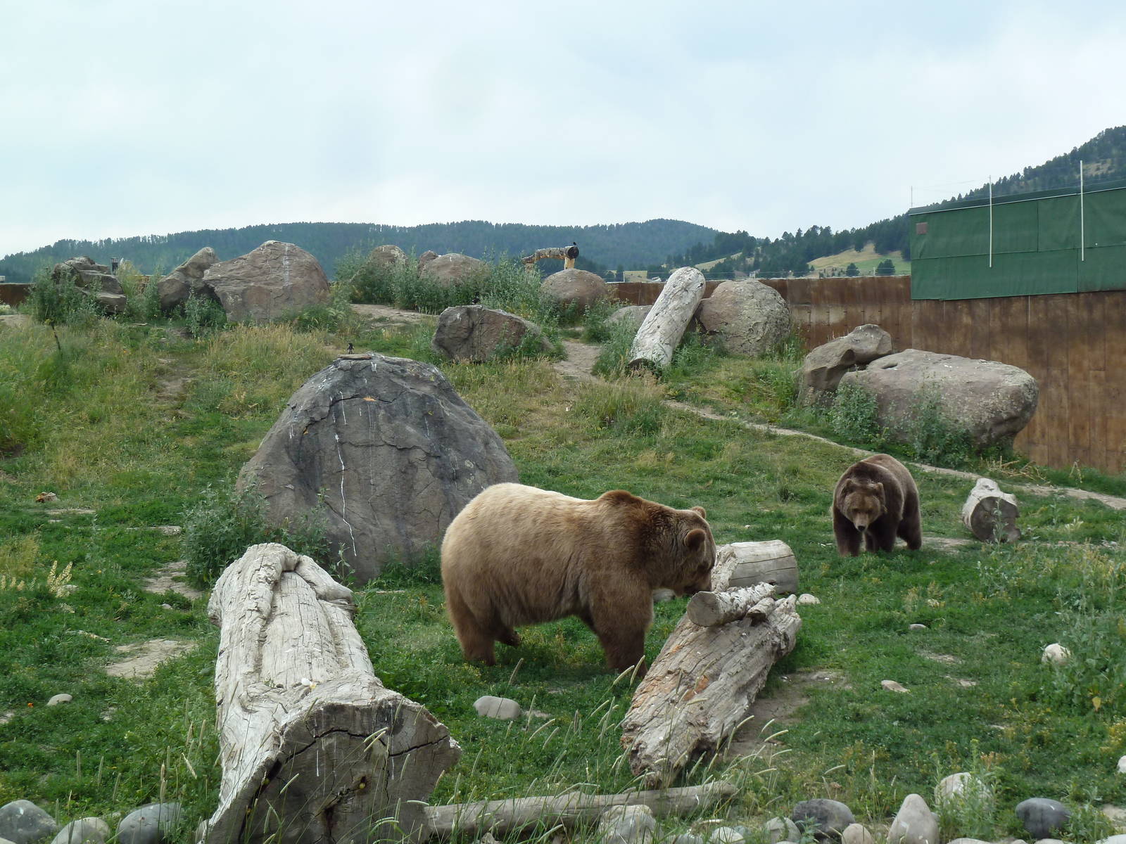 Grizzly Bear Exhibit