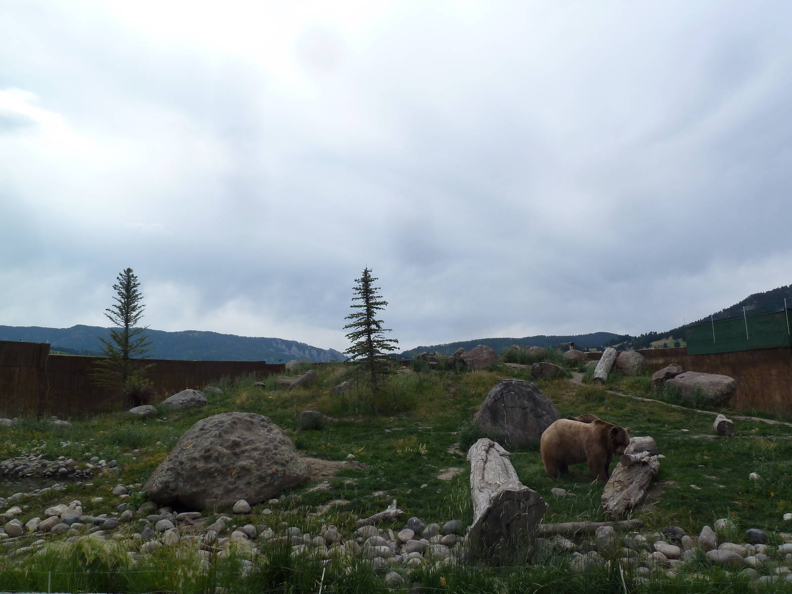 Grizzly Bear Exhibit