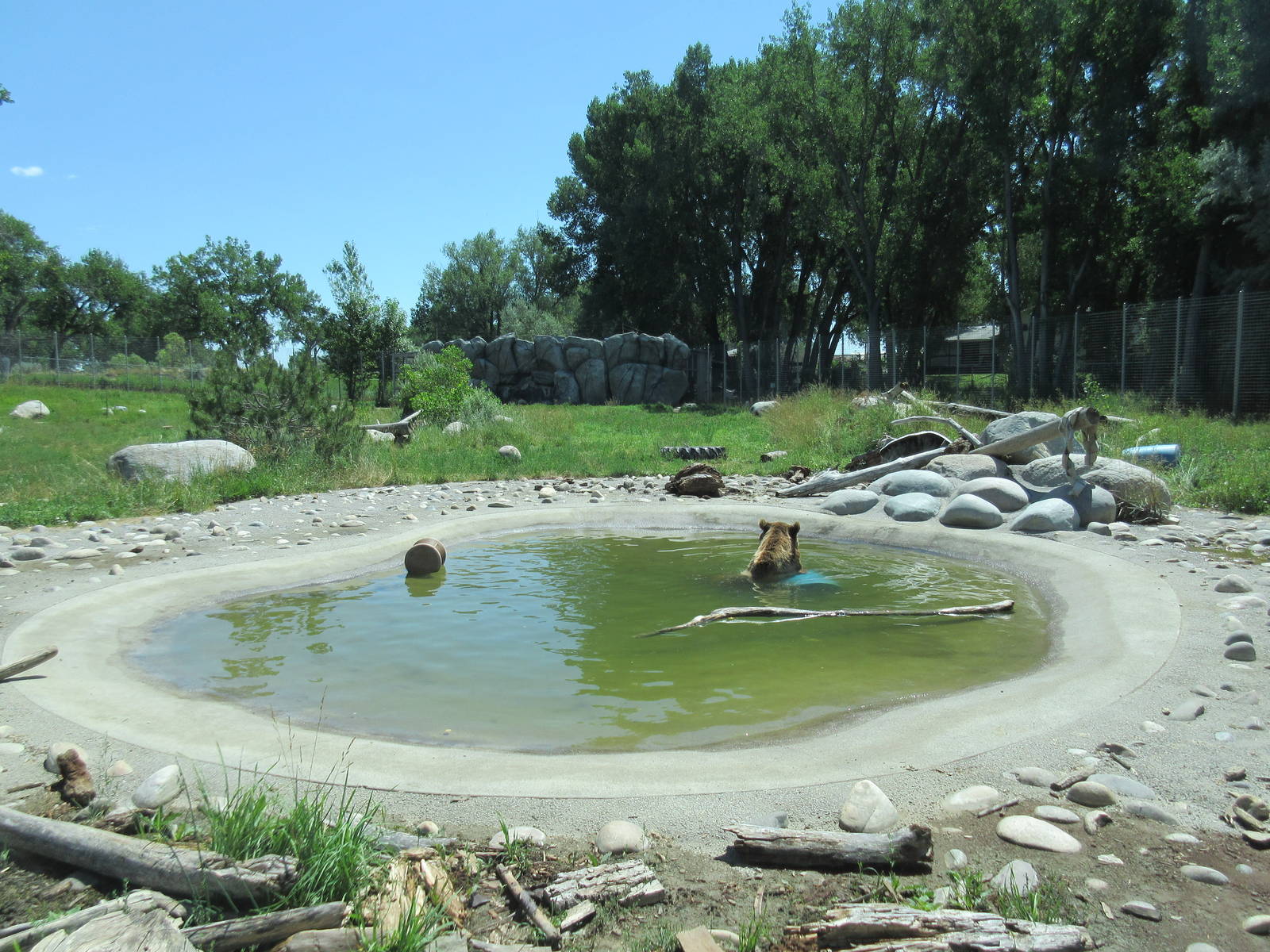 Grizzly Bear Exhibit