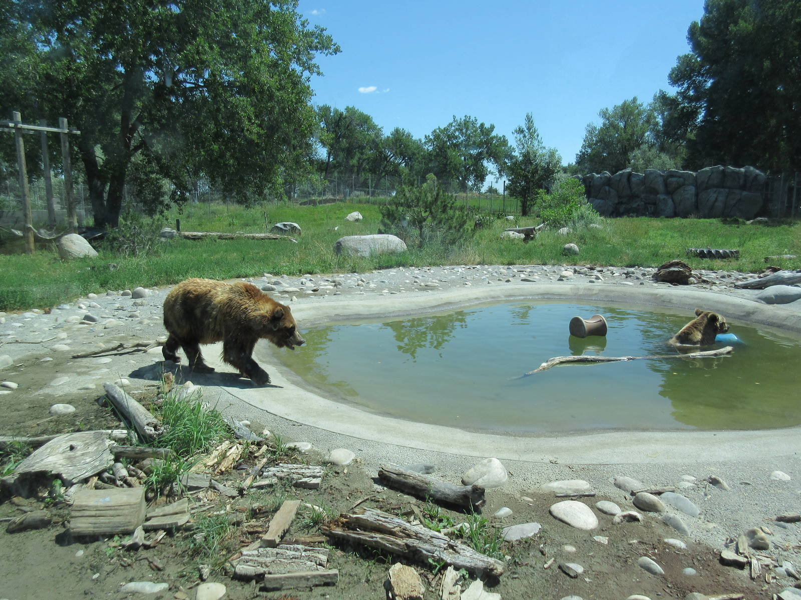 Grizzly Bear Exhibit