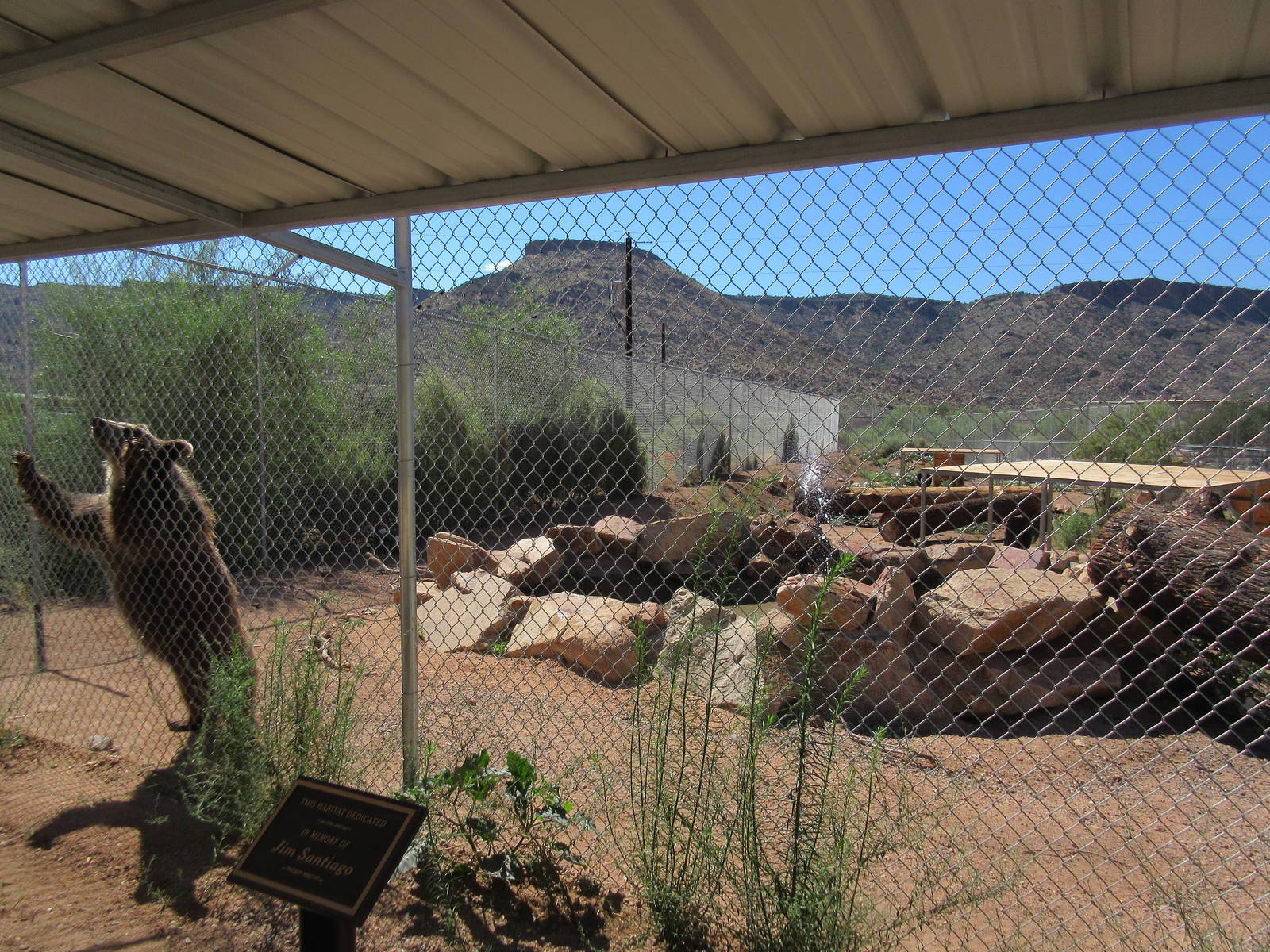 Grizzly Bear Exhibit