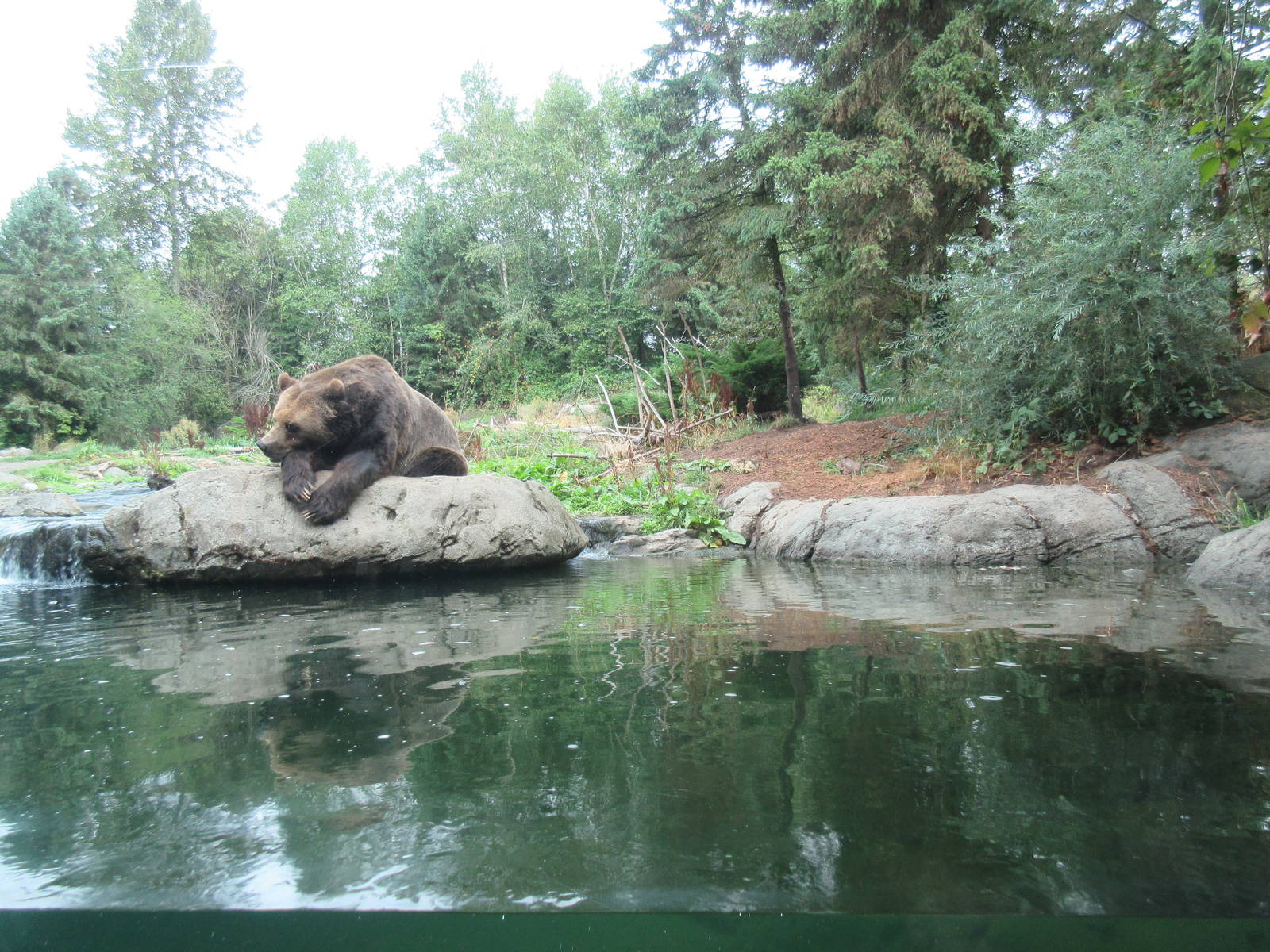 Grizzly Bear Exhibit