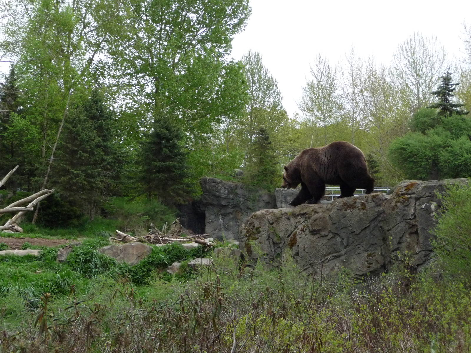 Grizzly Bear Exhibit