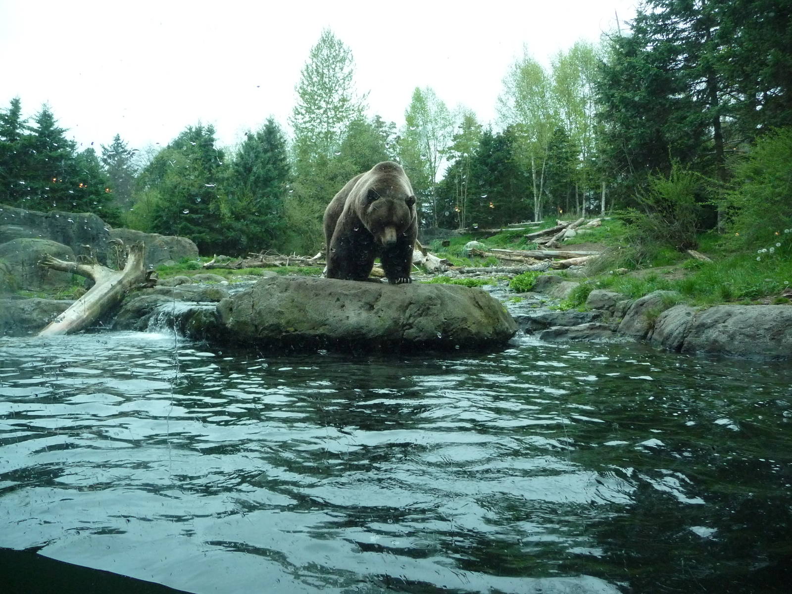 Grizzly Bear Exhibit