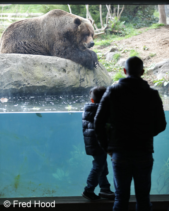 grizzly bear exhibit