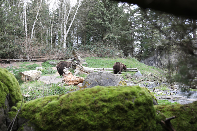 grizzly bear exhibit