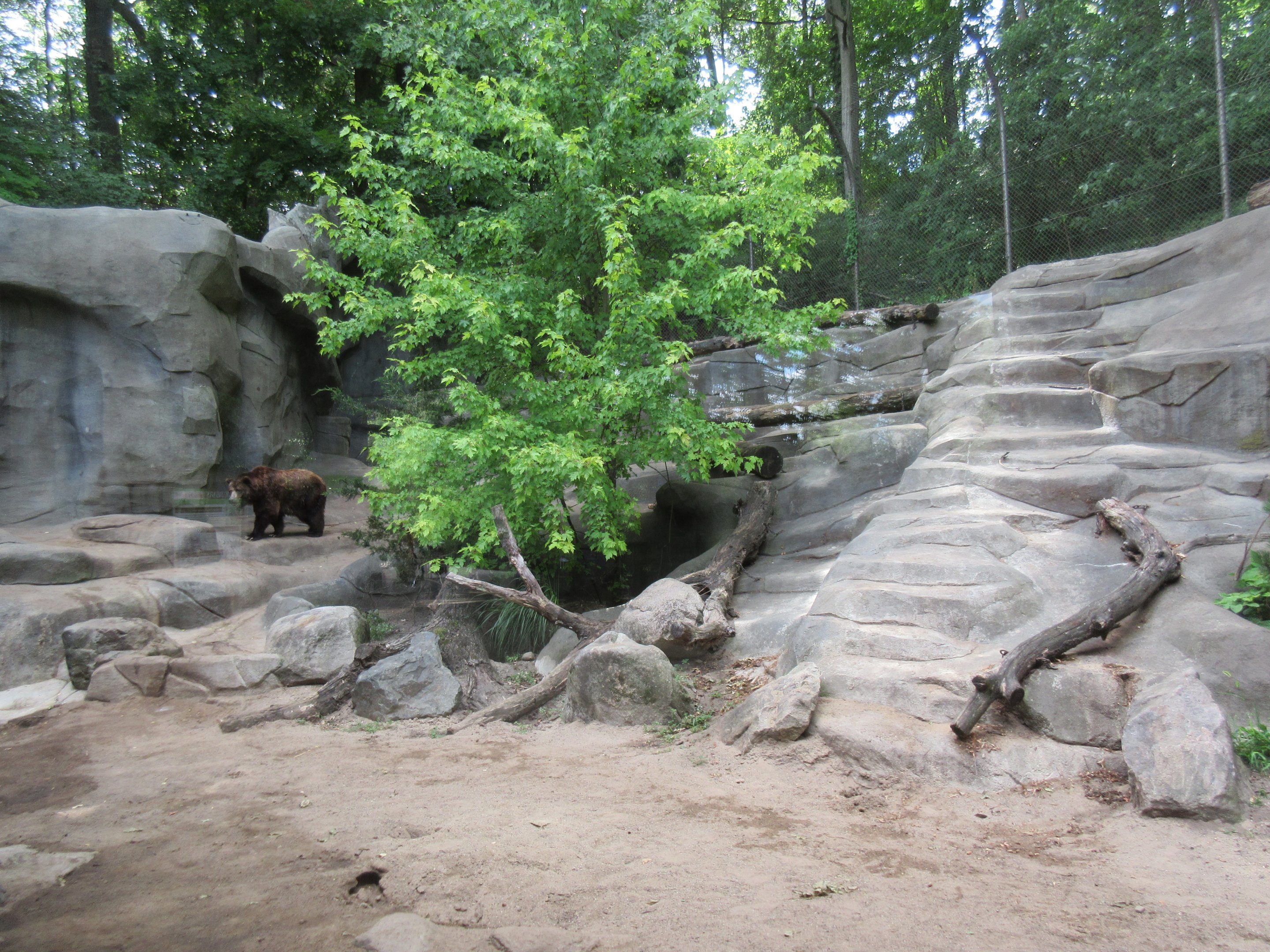 Grizzly Bear Exhibit