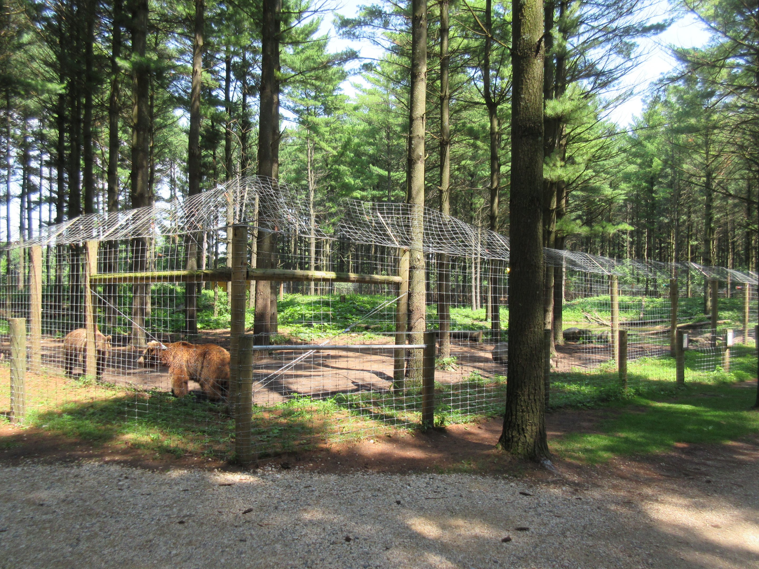 Grizzly Bear Exhibit