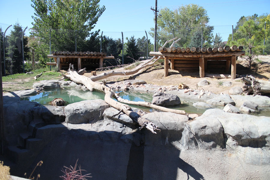 grizzly bear exhibit