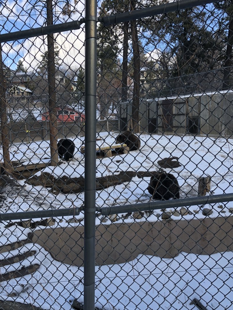 Grizzly Bear Exhibit