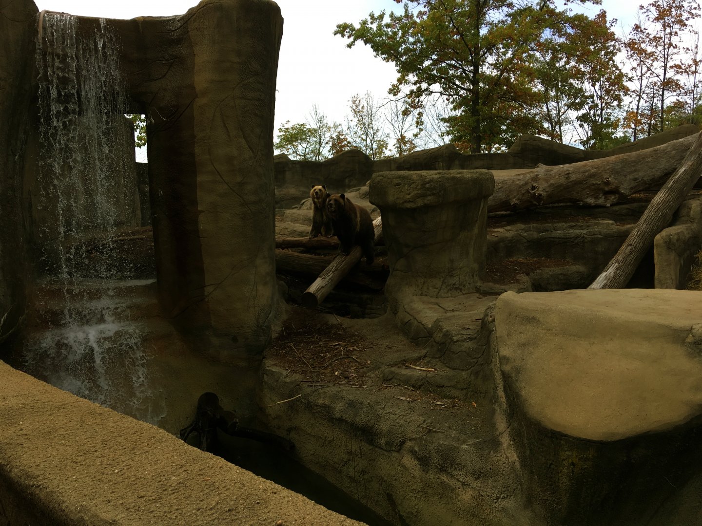 Grizzly Bear Exhibit