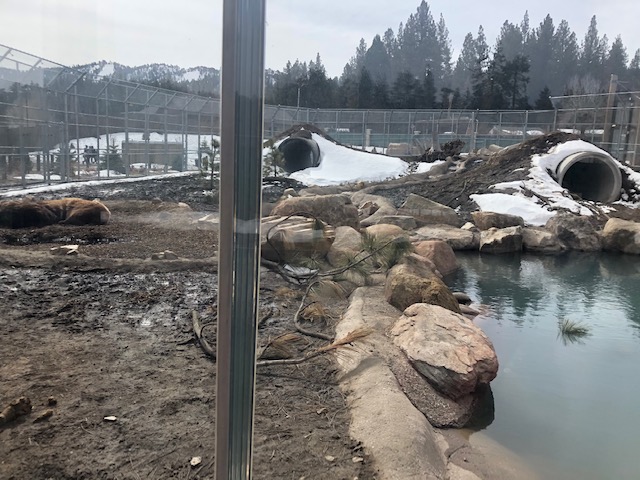Grizzly Bear Exhibit
