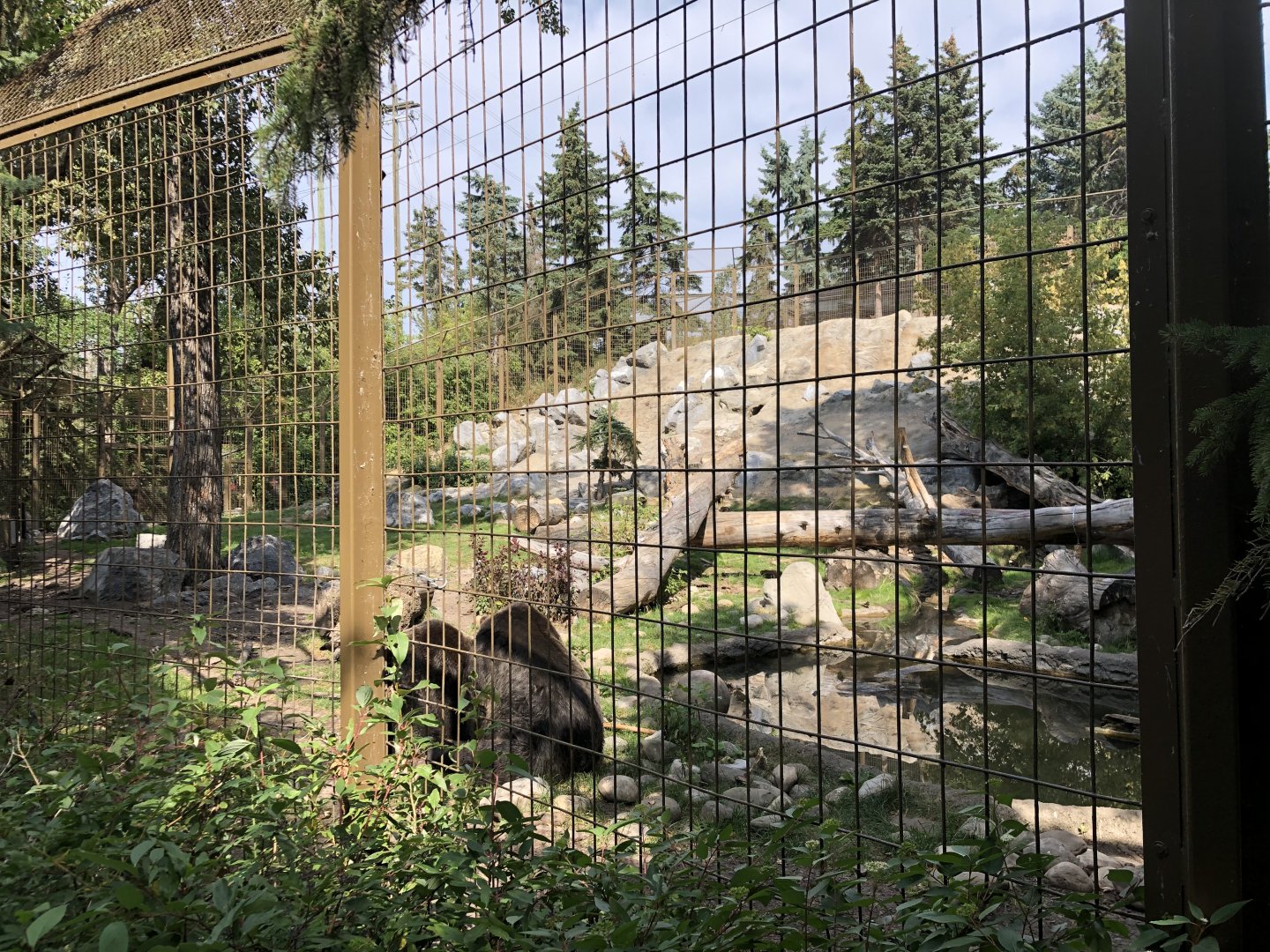 Grizzly Bear Exhibit