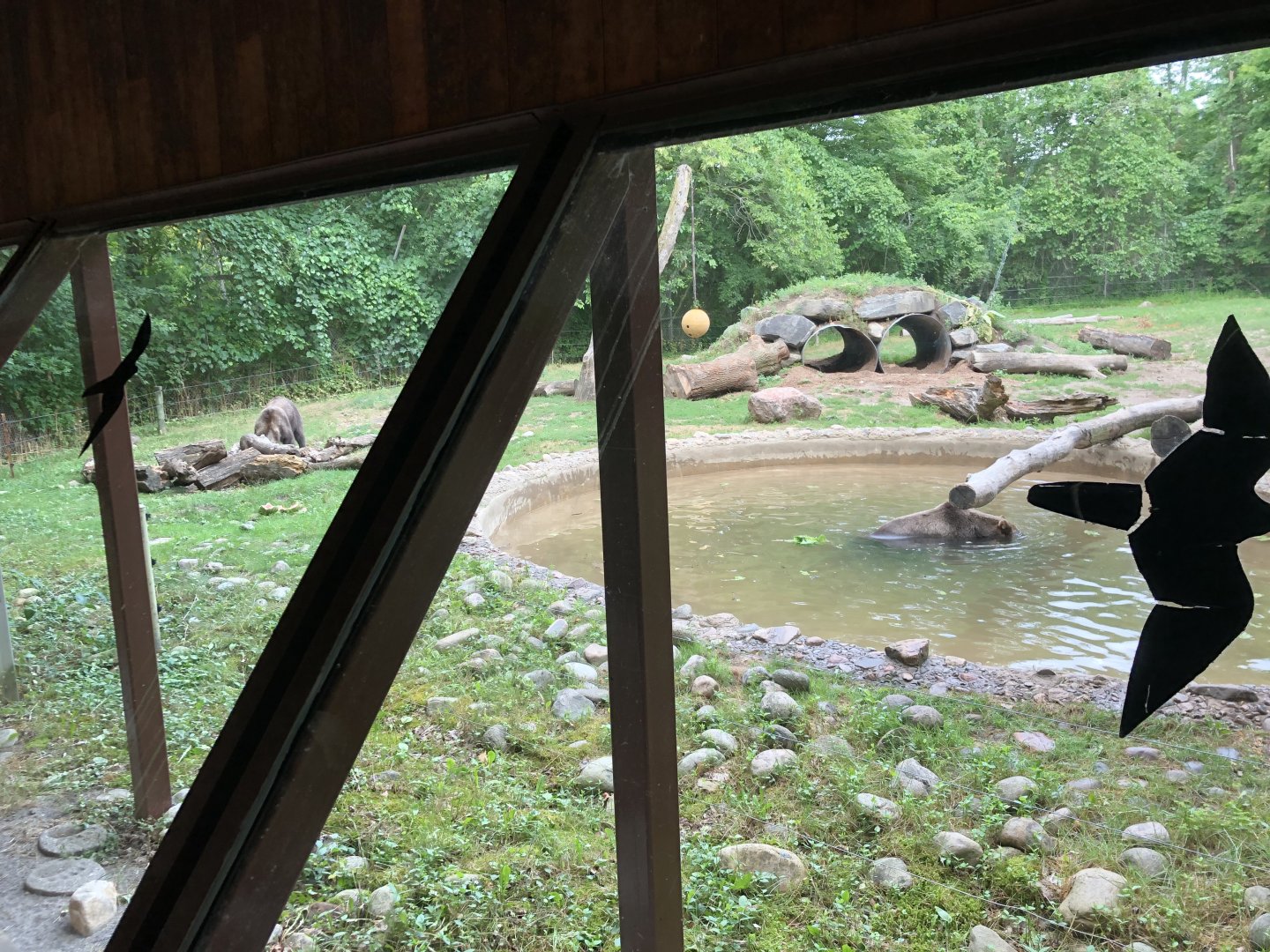 Grizzly Bear Exhibit