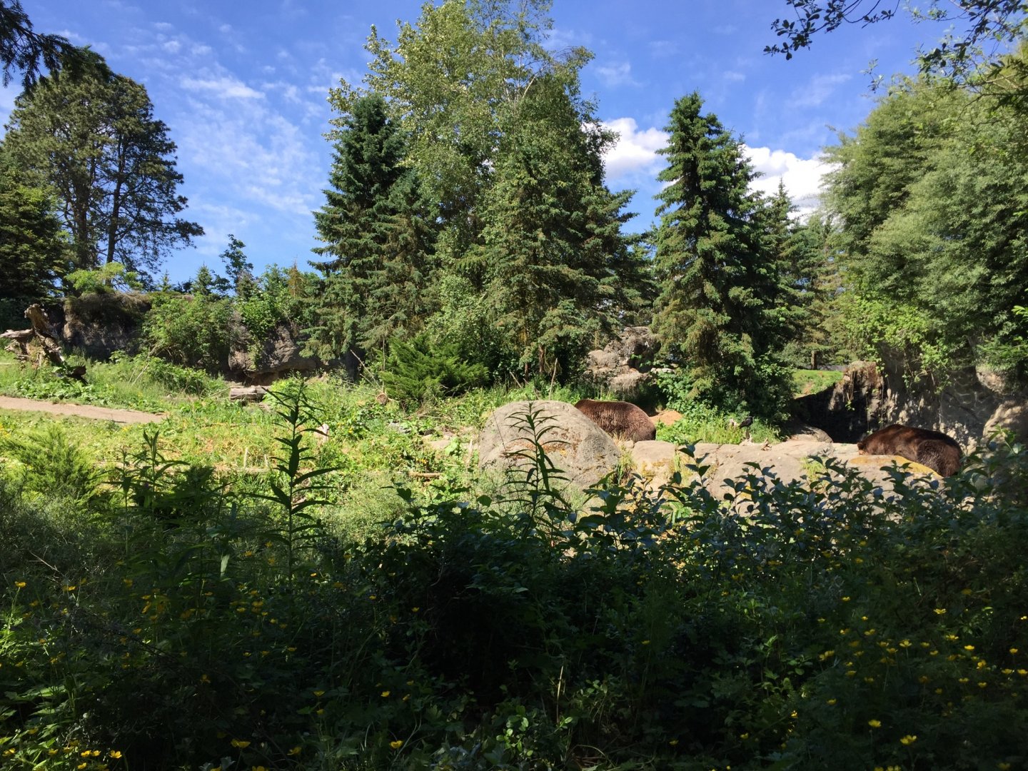 Grizzly Bear Exhibit