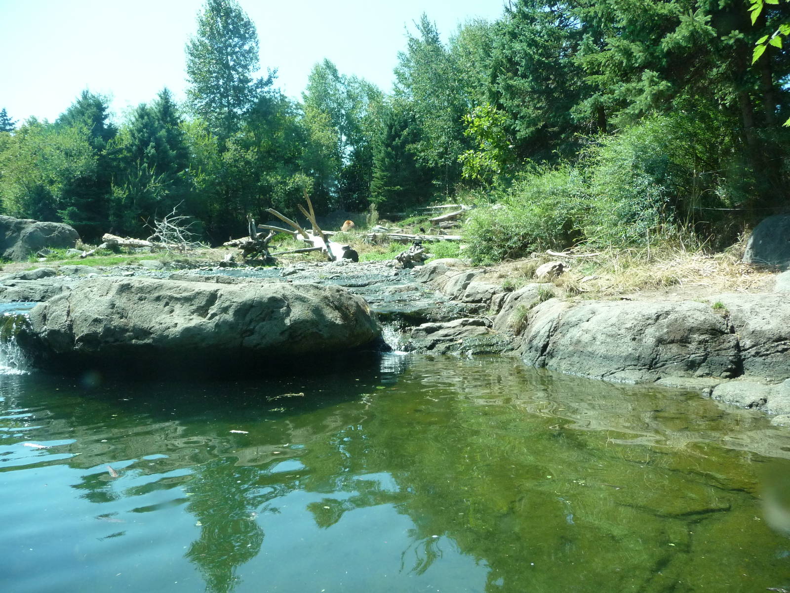 Grizzly Bear Exhibit