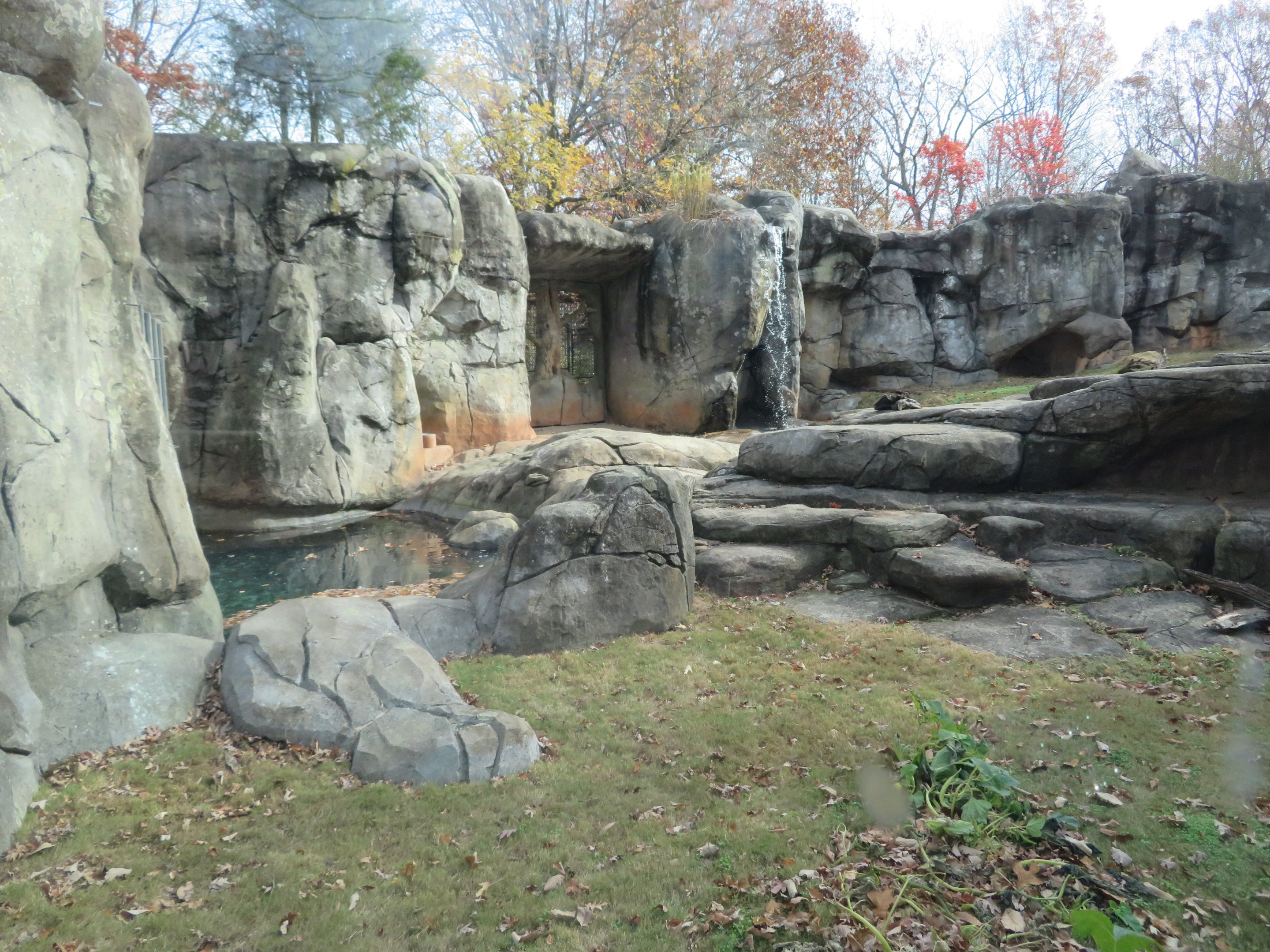 Grizzly Bear Exhibit