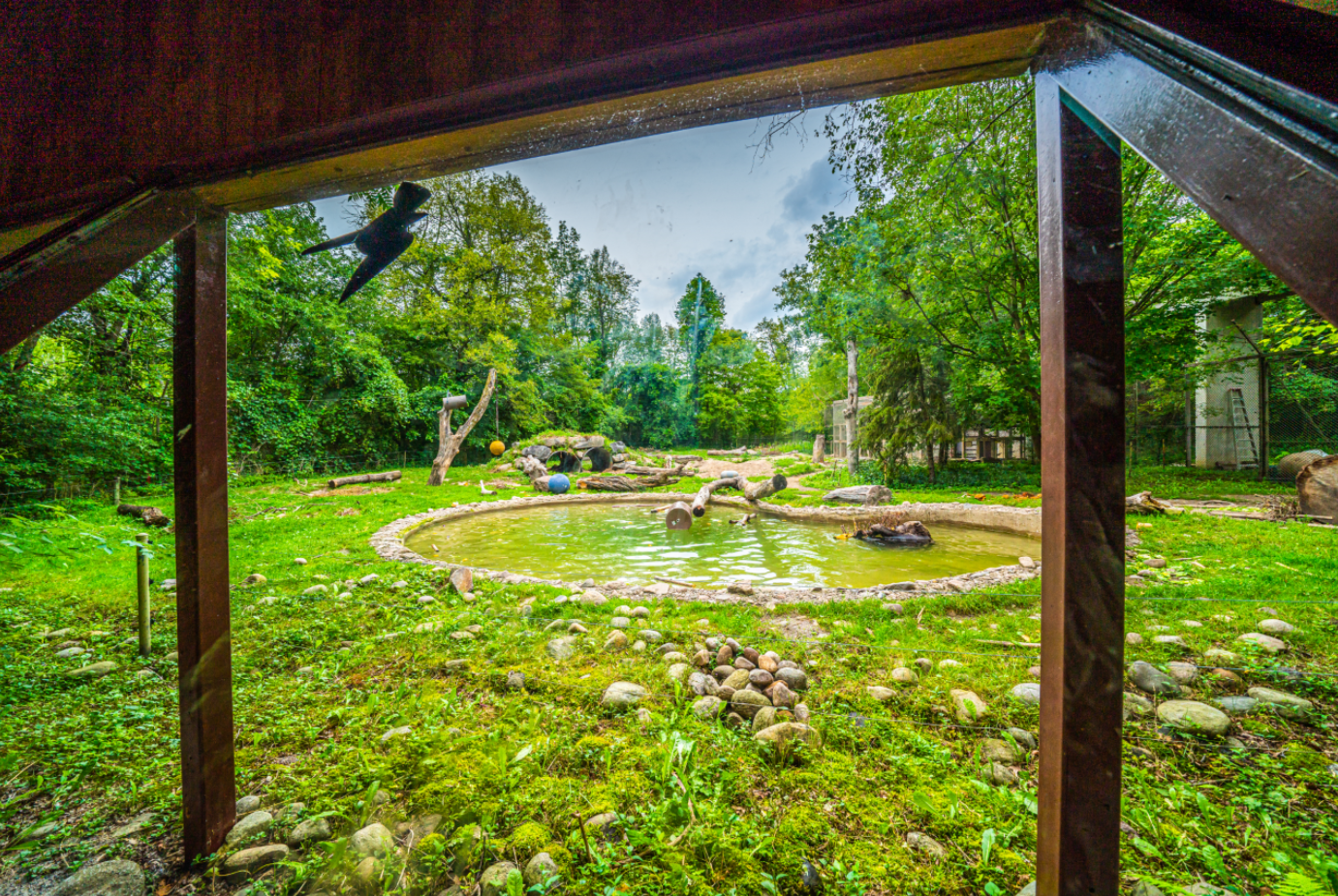 Grizzly Bear exhibit