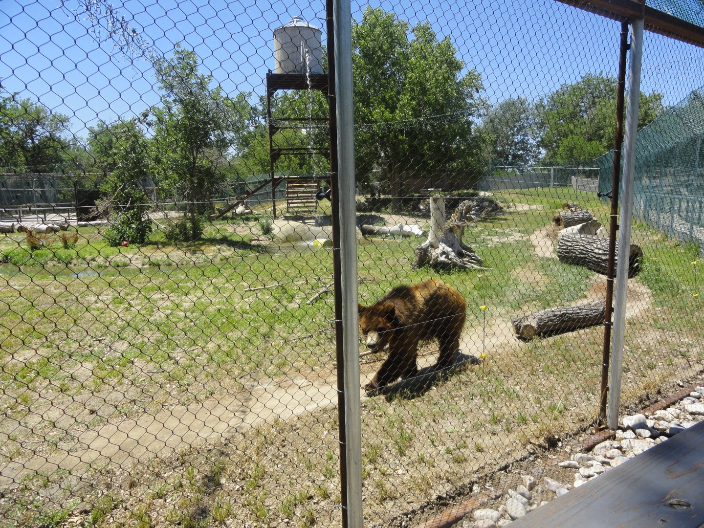 Grizzly Bear Exhibit