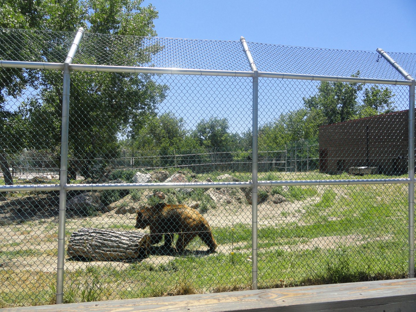 Grizzly Bear Exhibit