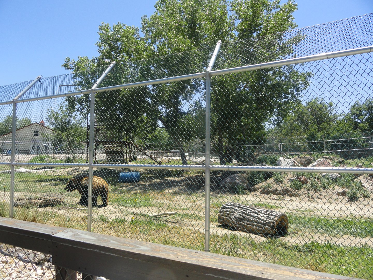 Grizzly Bear Exhibit
