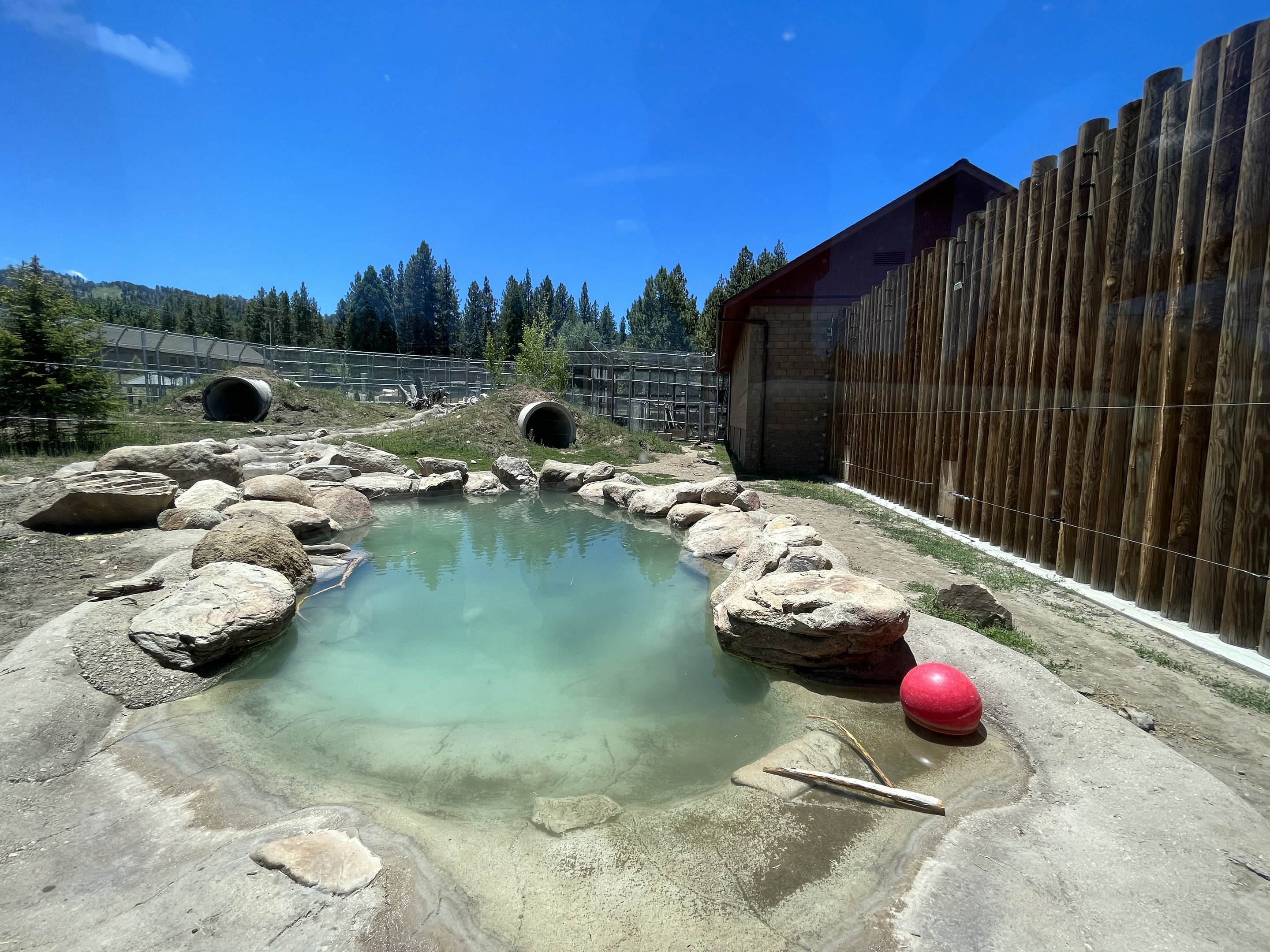 Grizzly Bear Exhibit