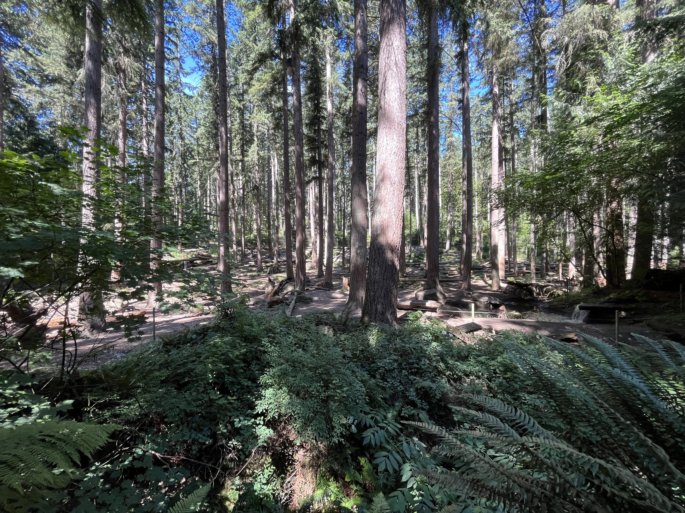 Grizzly Bear Exhibit
