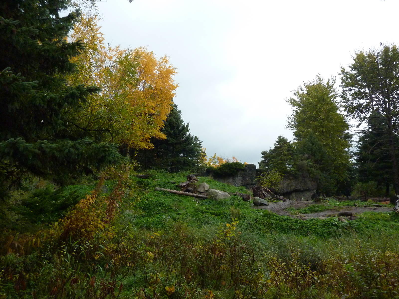 Grizzly Bear Exhibit