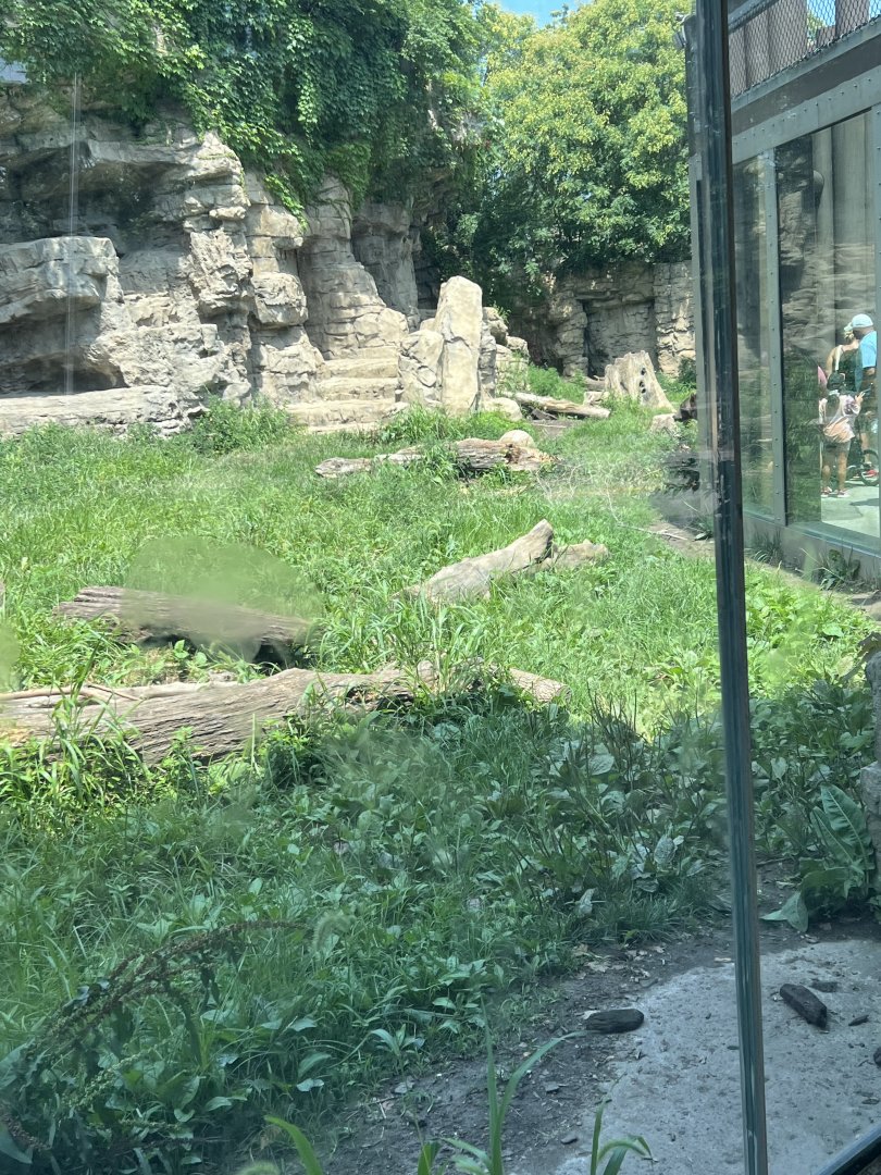 Grizzly Bear Exhibit