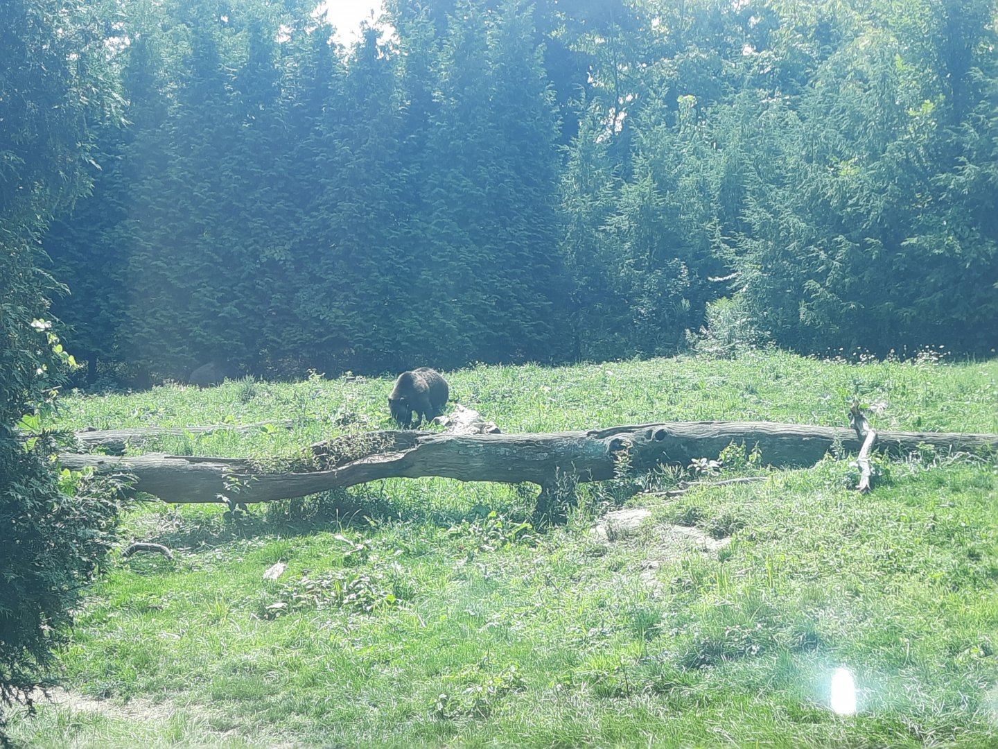 Grizzly Bear Exhibit