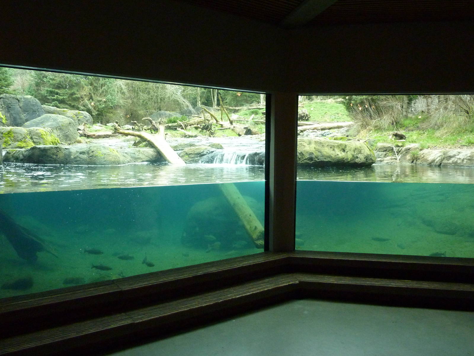 Grizzly Bear Exhibit