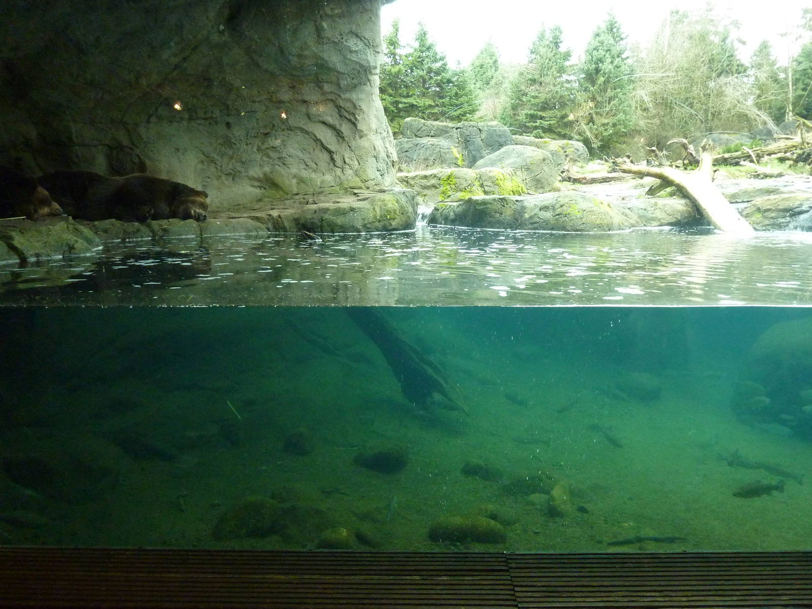 Grizzly Bear Exhibit