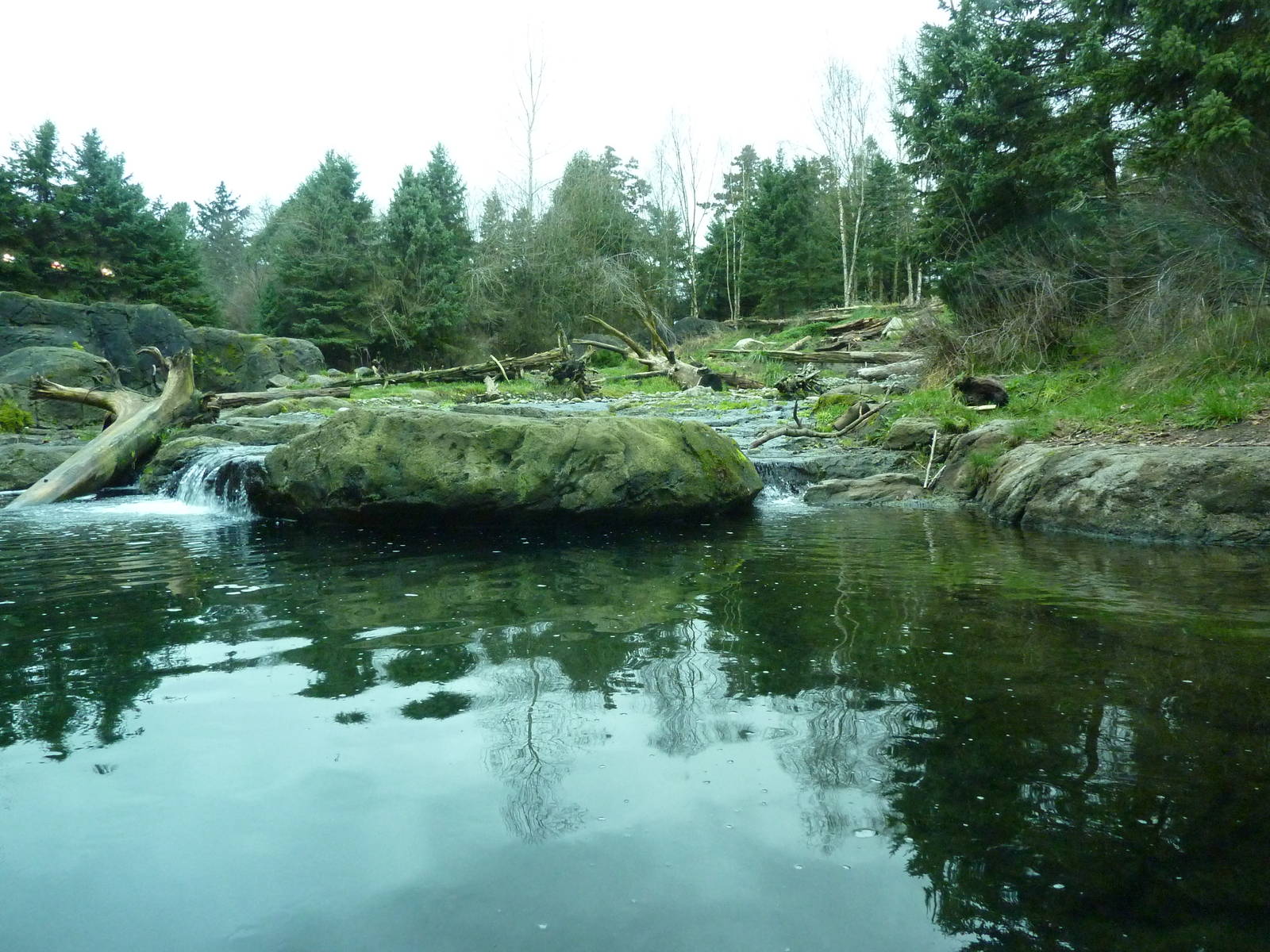 Grizzly Bear Exhibit