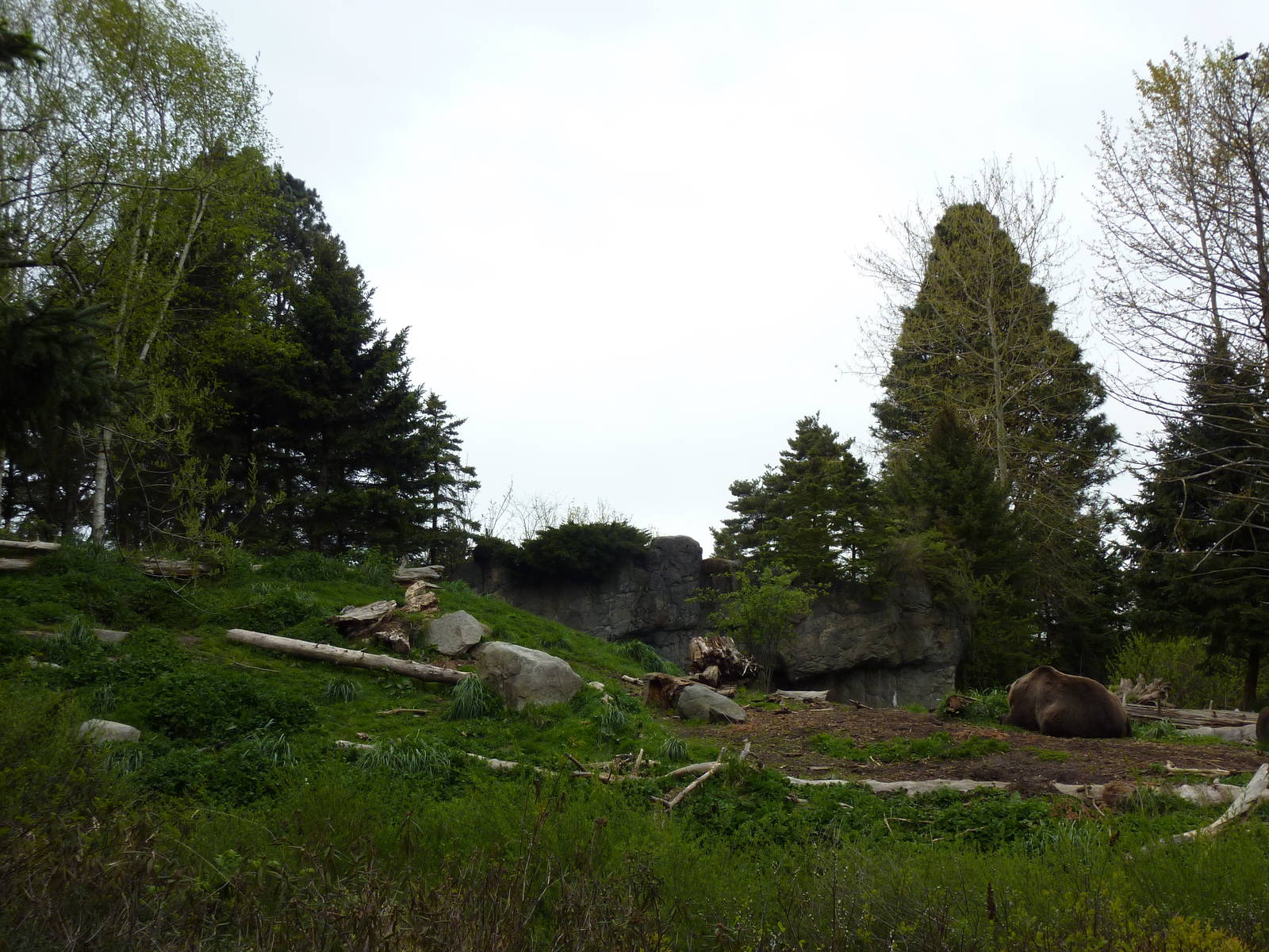 Grizzly Bear Exhibit