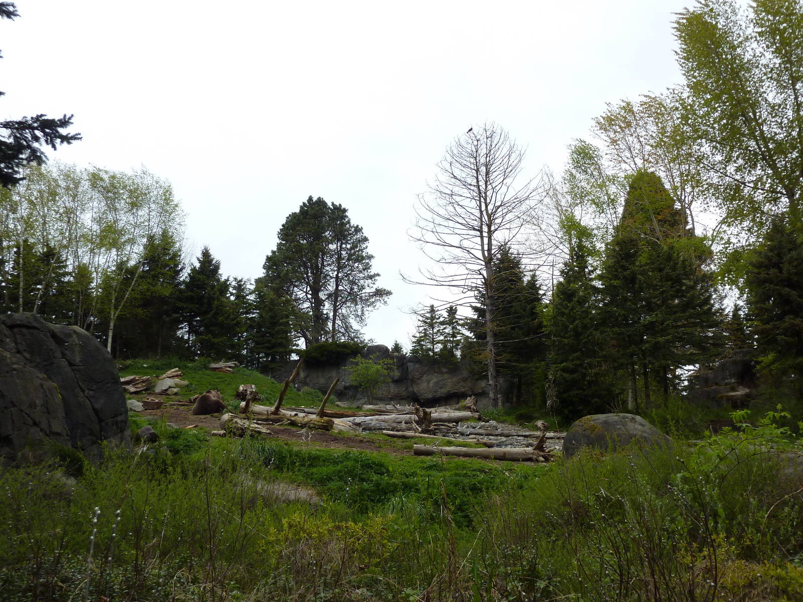 Grizzly Bear Exhibit