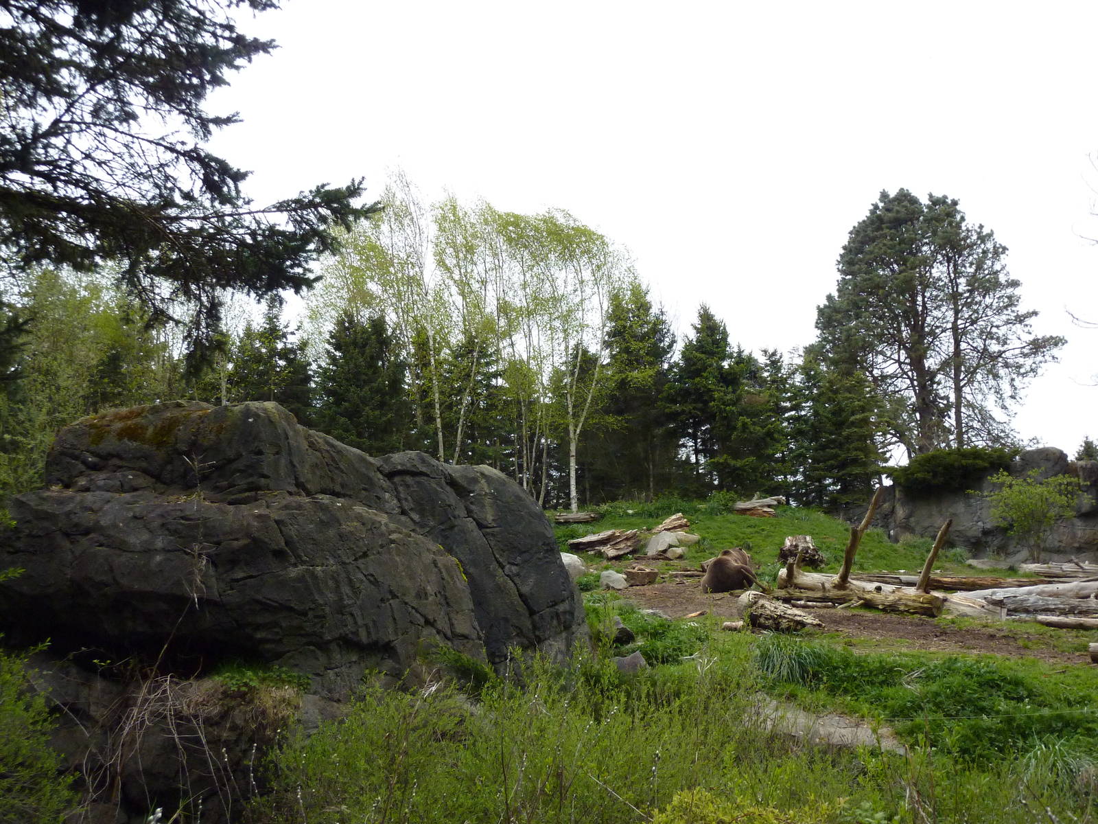 Grizzly Bear Exhibit