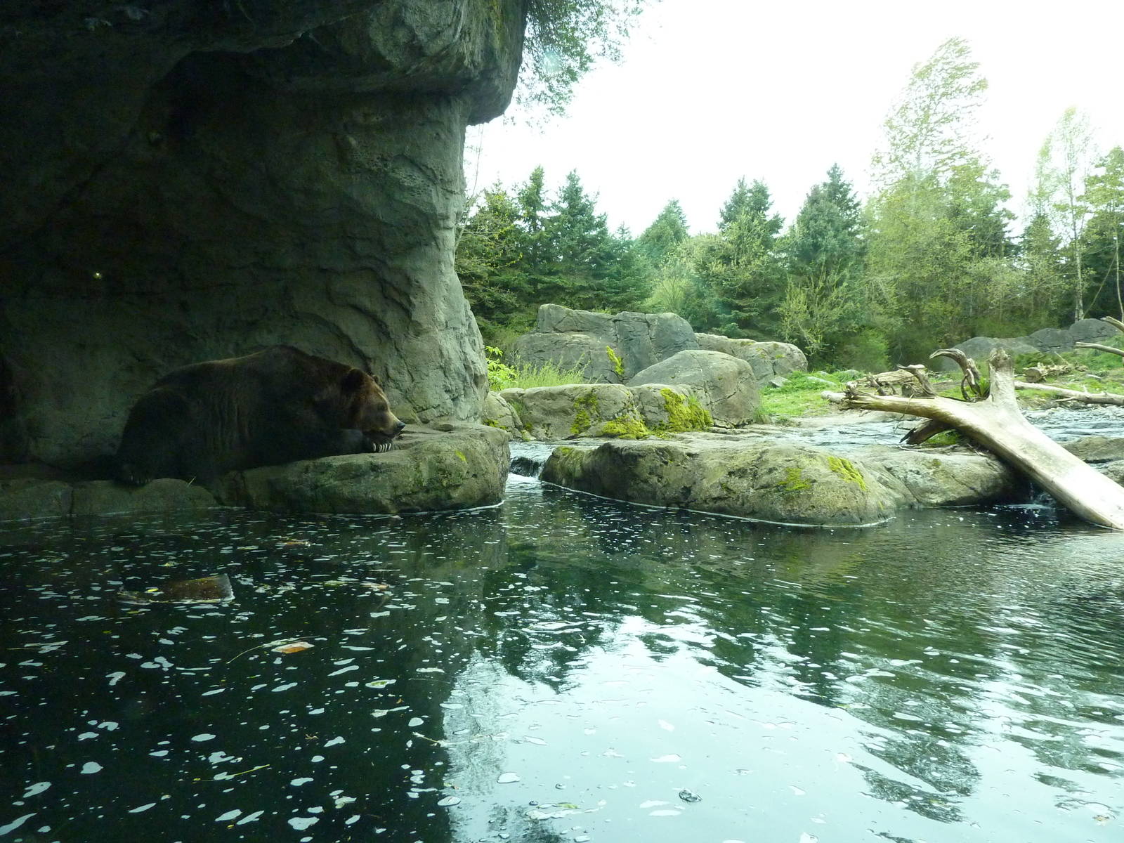 Grizzly Bear Exhibit