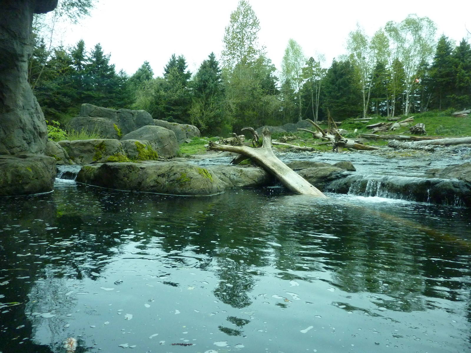 Grizzly Bear Exhibit