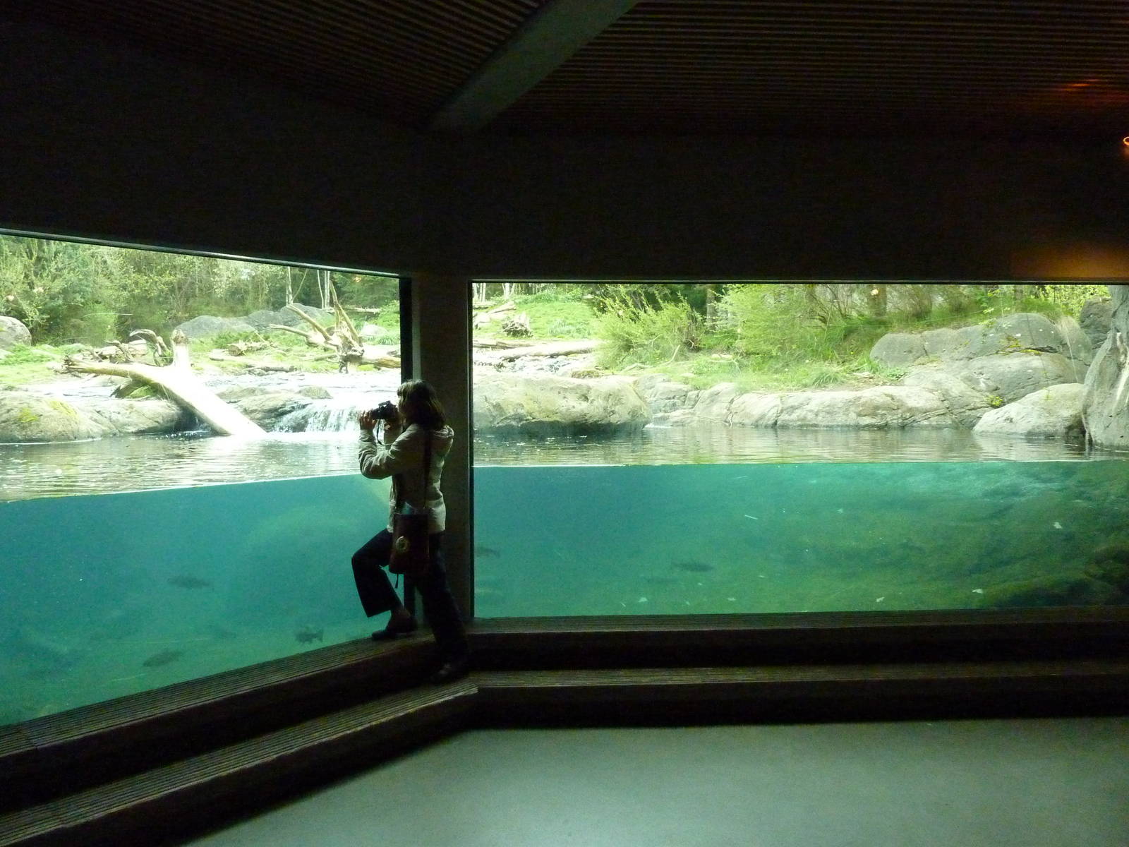 Grizzly Bear Exhibit