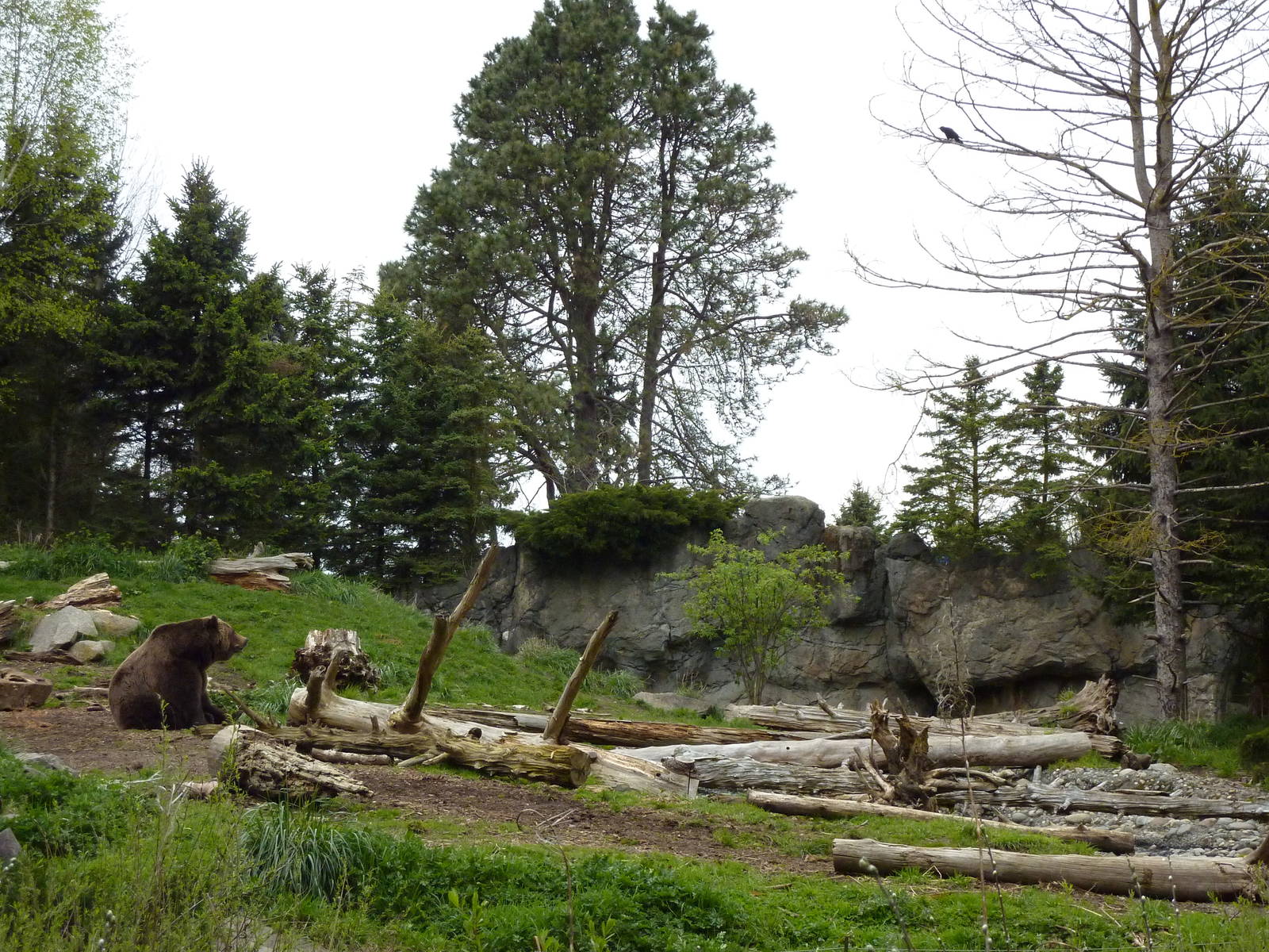 Grizzly Bear Exhibit