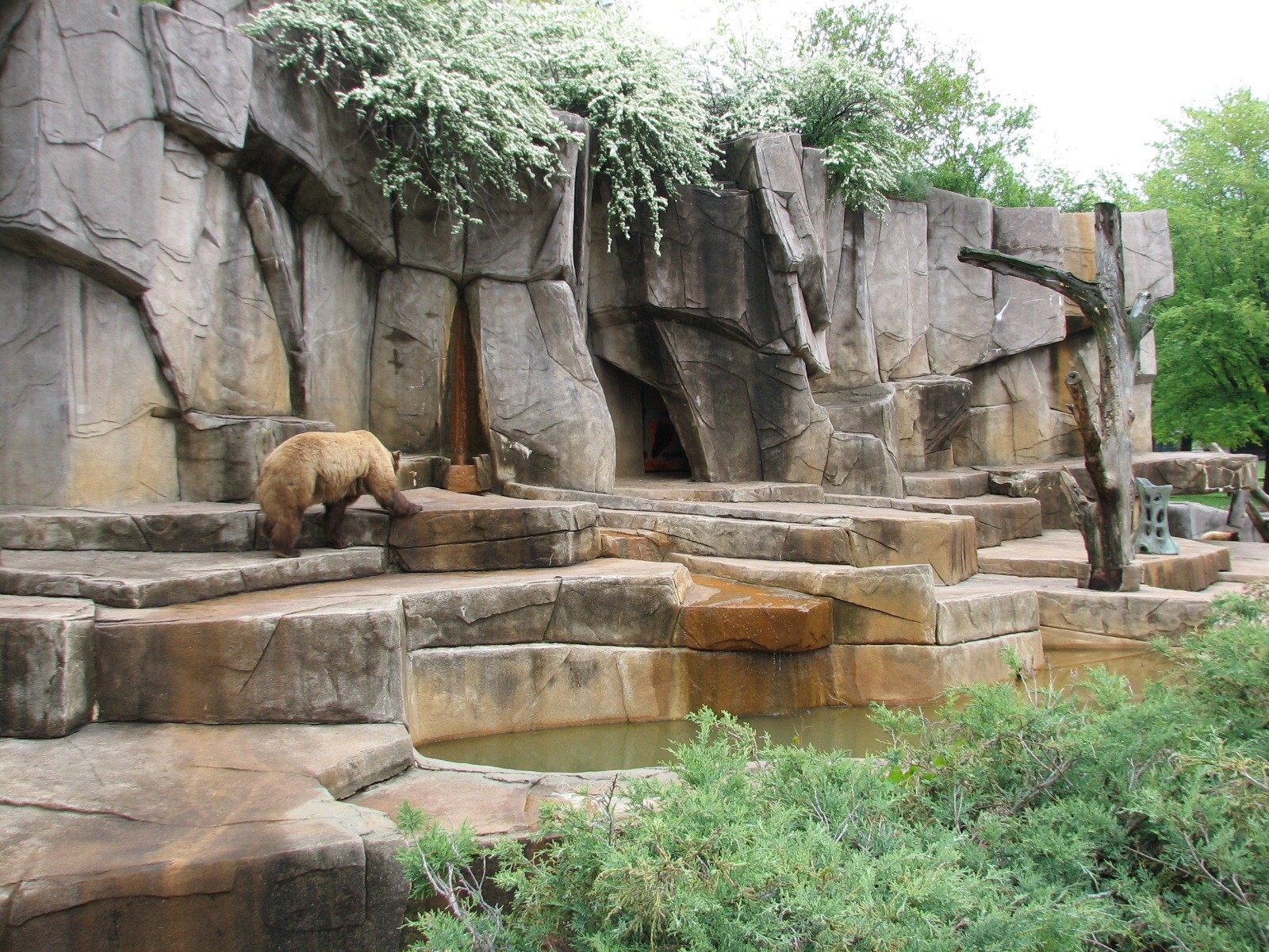 Grizzly Bear Exhibit