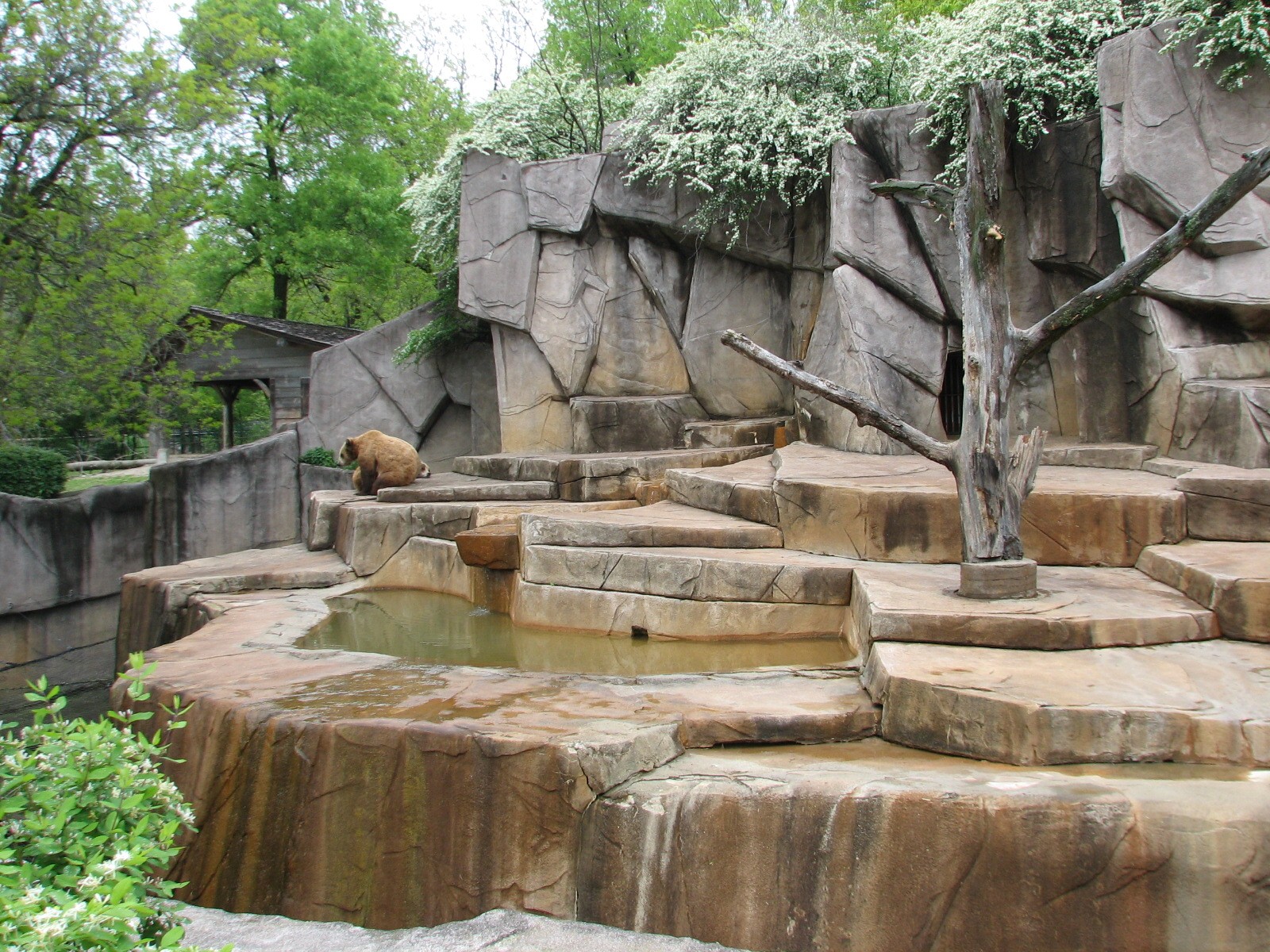 Grizzly Bear Exhibit