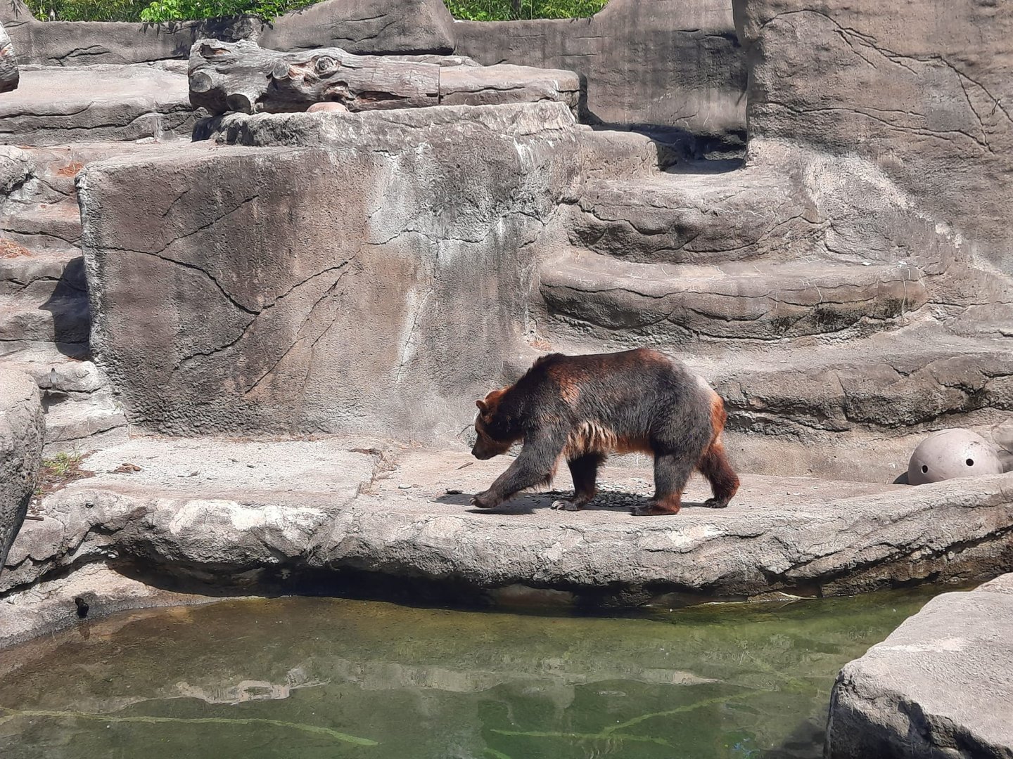 Grizzly Bear Goes For a Walk